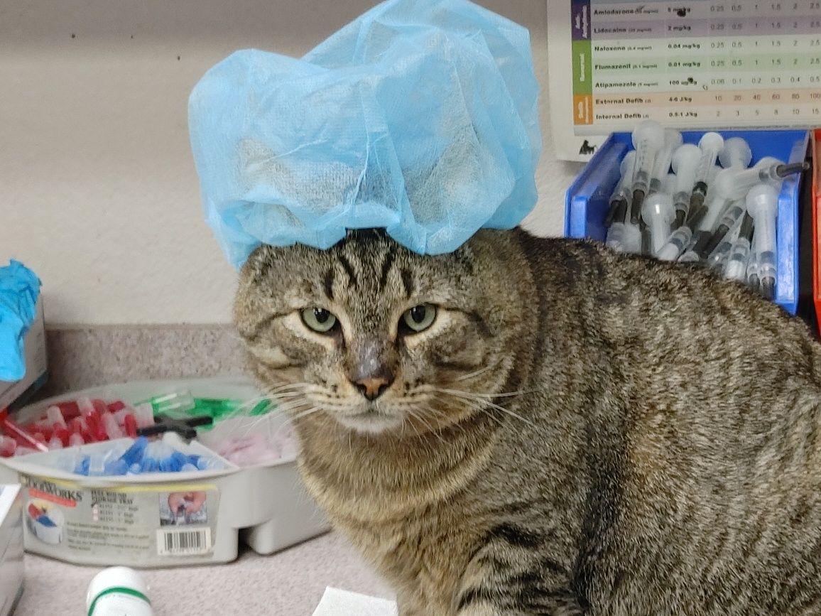 Bart, ready for surgery