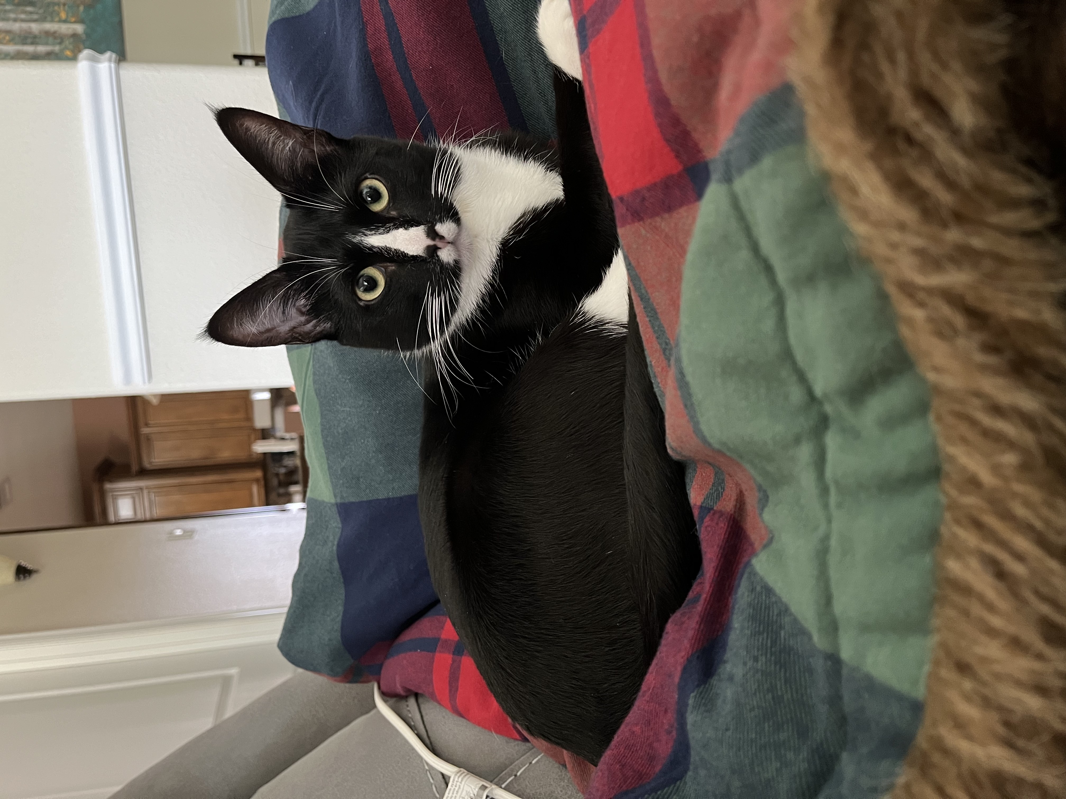 Tuxedo cat curled up at home