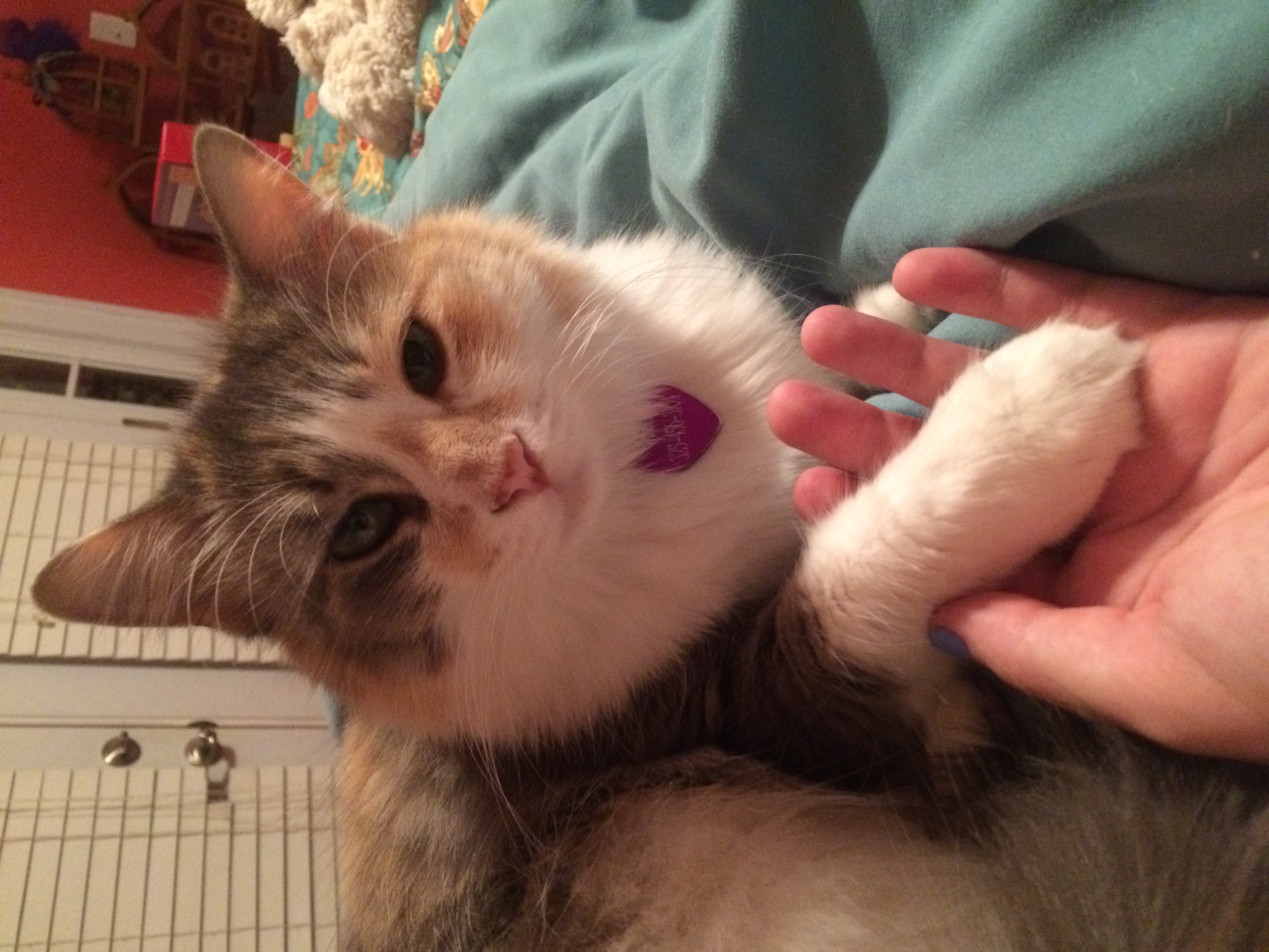 Calico giving a high-five