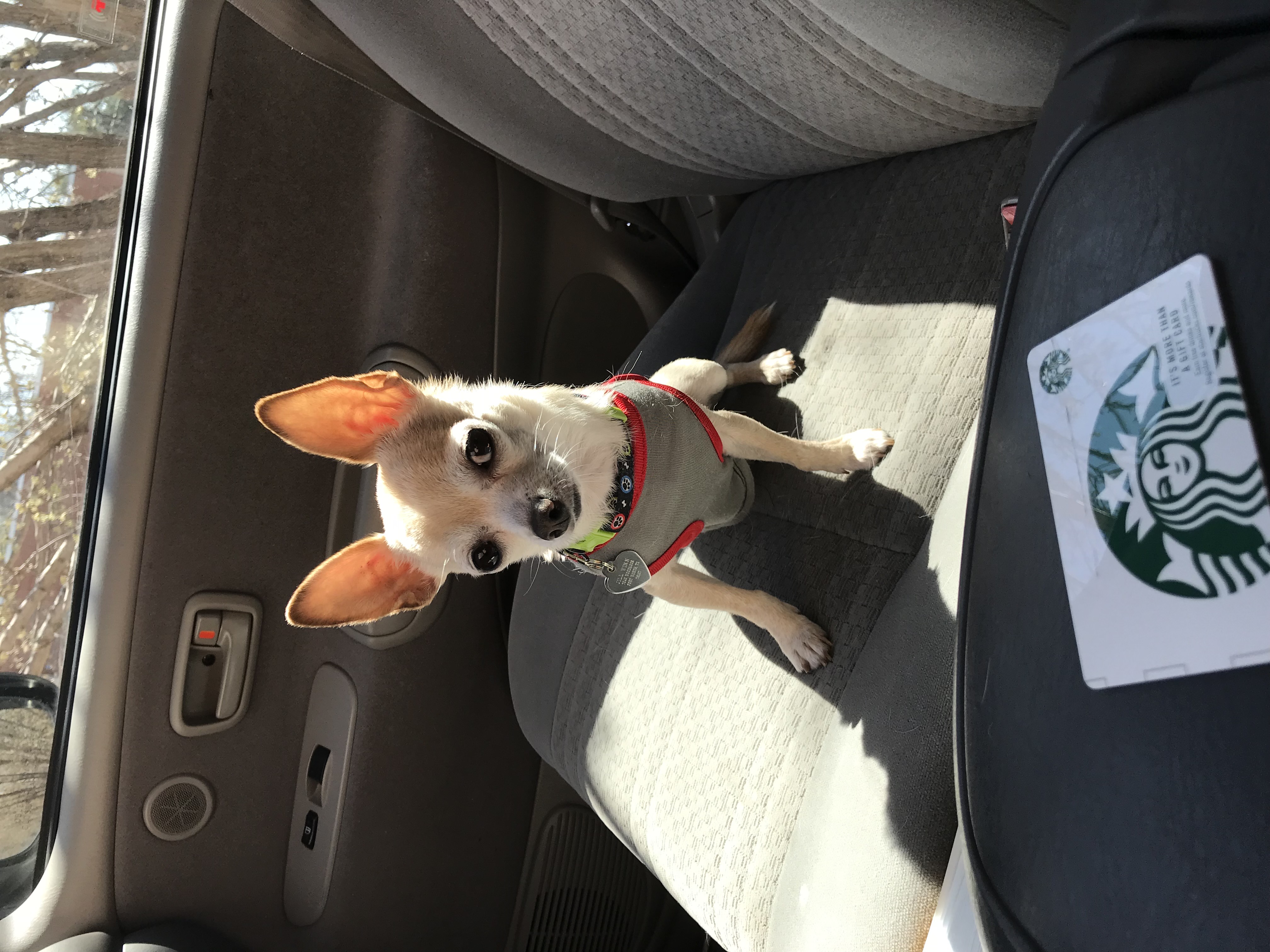Chihuahua riding along in the car