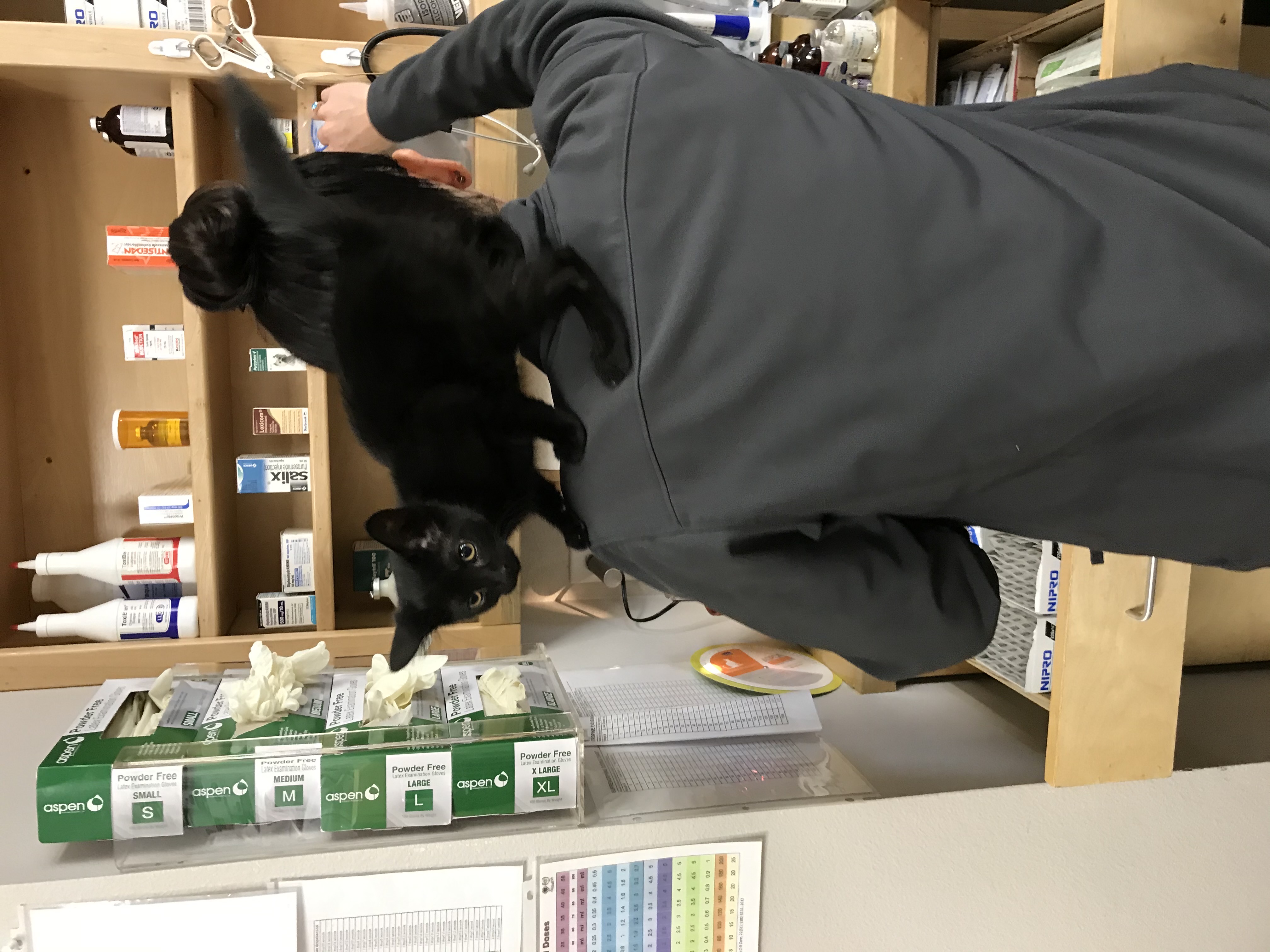 Kitten perched on a shoulder in the treatment room