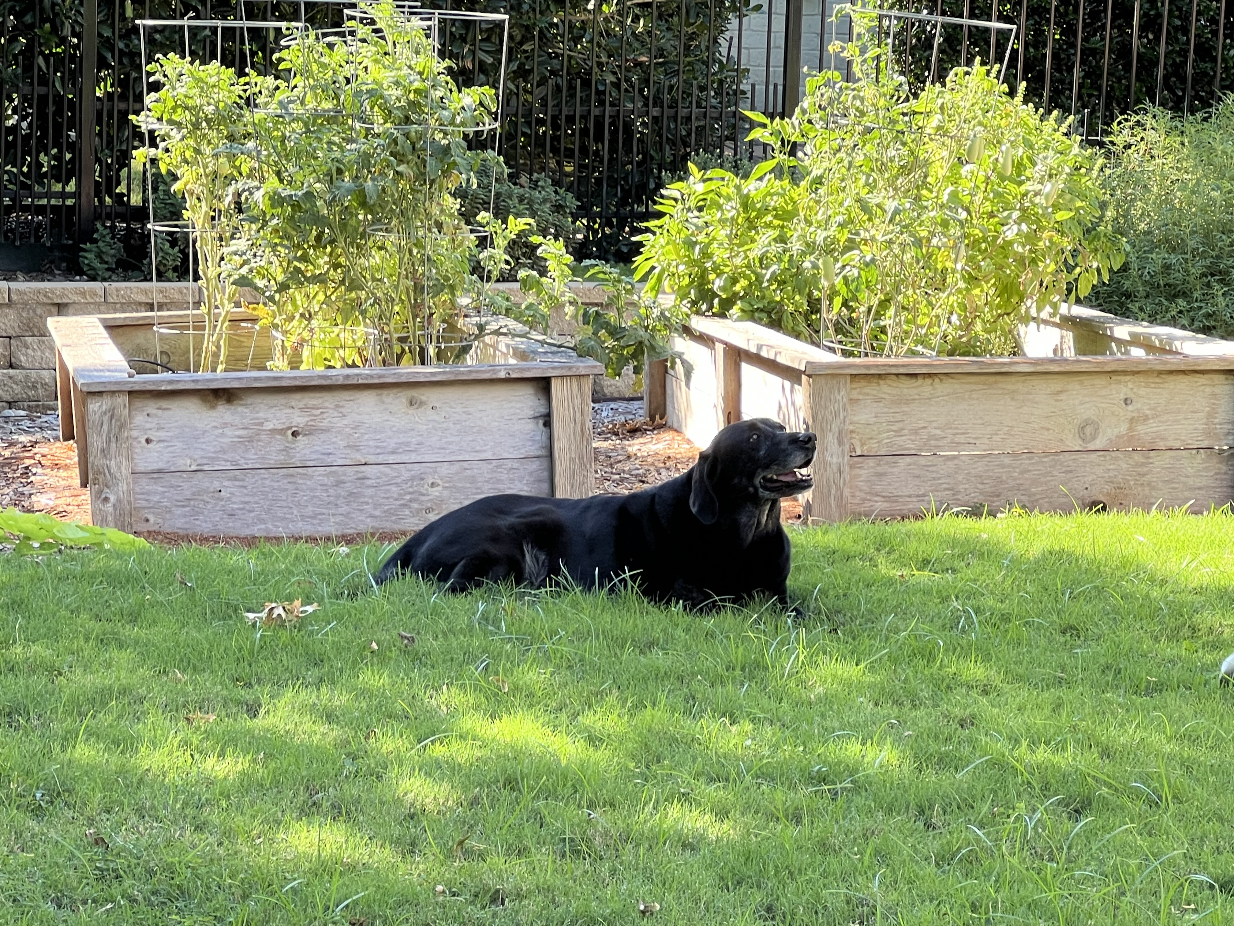 Black lab relaxing by the garden beds