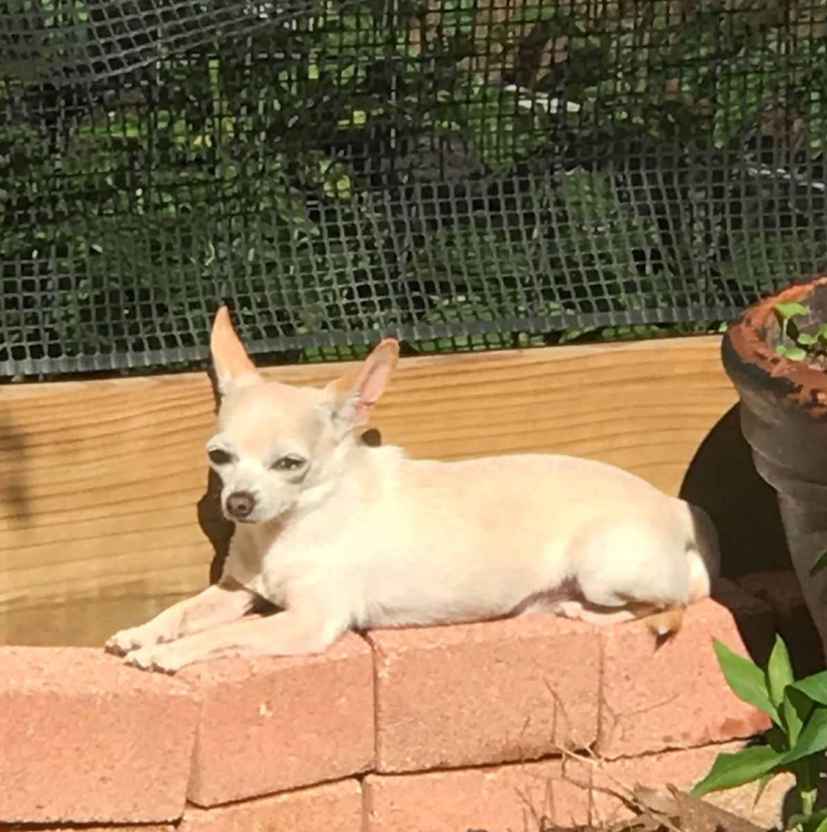 Prince Henry, sunbathing